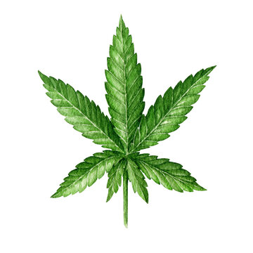 Cannabis indica leaf element. Watercolor illustration. Hand drawn hemp herb element. Cannabis green leaf on white background
