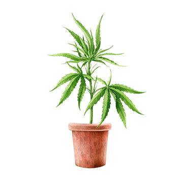 Cannabis sativa plant in the flower pot. Watercolor illustration. Hemp medical herb watercolor element. Cannabis sativa growing in the ceramic pot. White background