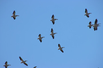 Pelicans in Flight