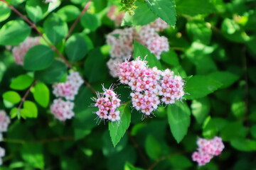 Blüten, Blumen, Hecke