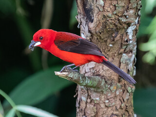Red brazilian bird
