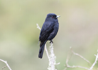 Black bird
