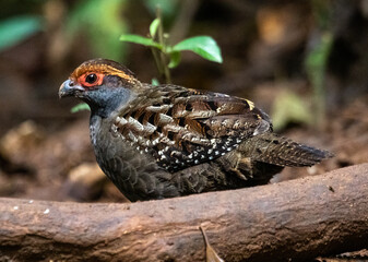Brazilian Quail