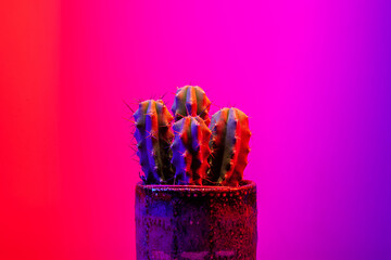 Potted cactus on a vibrant dark pink background.