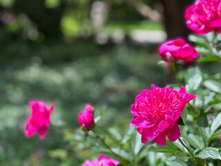 Deep pink peony Karl Rosenfield in the garden.