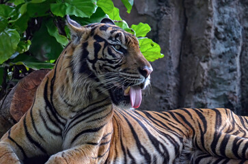 Fototapeta na wymiar Sumatra tiger head close up, bengal tiger