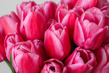 A bunch of pink tulips on a light background. Close-up. A delicate bouquet for the holiday. Spring abundance.