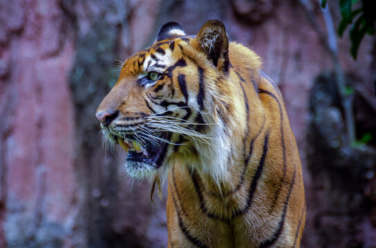 Sumatra tiger head close up, bengal tiger