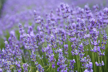 Lavender field on a sunny day, lavender bushes in rows