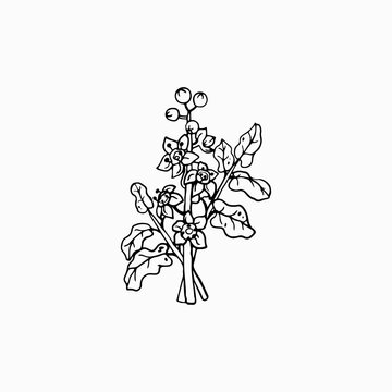Boswellia flowers and leaves. Perfumery, cosmetics and medical plant. Hand drawn illustration