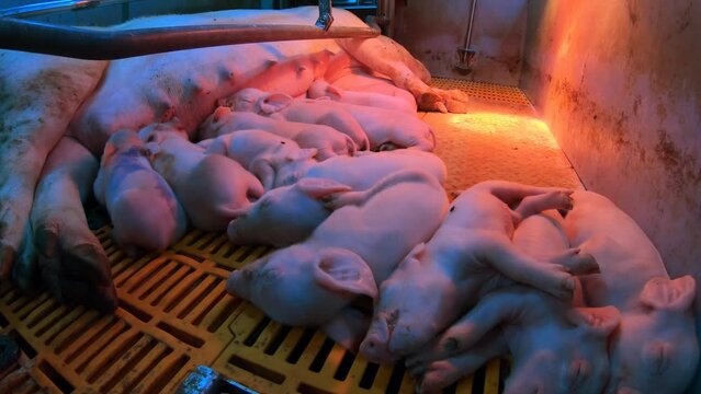 Small piglets that are breastfed by pigs on a pig farm