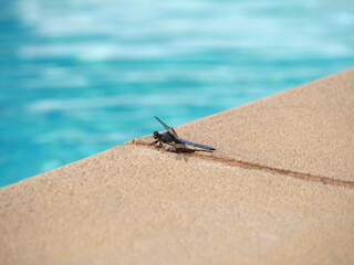 libellule en bord de piscine 