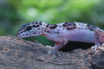 Leopard gecko lizard on a leaf, macksnow gecko, eublepharis macularius