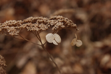 Dried Plant