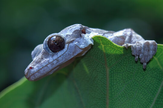 Flying gacko on a leaves, Animals closeup