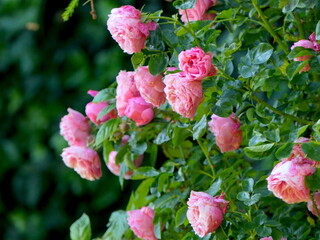 Rosenblüten im Garten