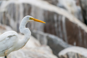 Great egret