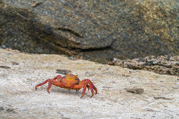 Grapsus grapsus (red rock crab) by the sea in Lima, Peru