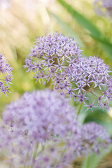 Obraz premium Flowers