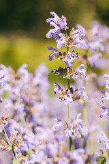 Obraz premium Flowers