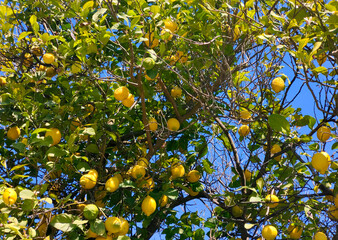 Orange trees in Andalusia