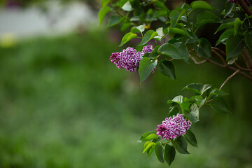 Beautiful green background with lilac. Copy space