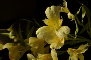 summer, screensaver, colorful flowers on the background