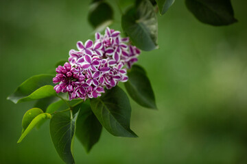 Bright lilac flowers on a green spring background