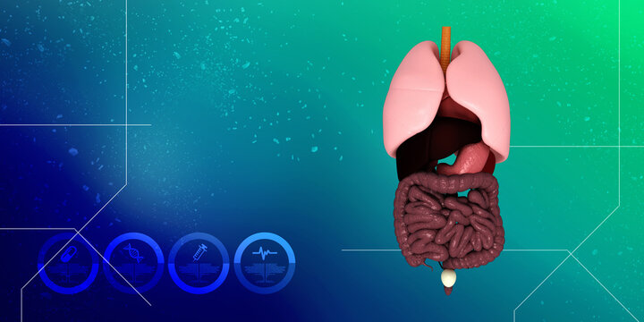 

3d illustration human digestive system