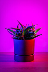 Aloe Black Gem in ceramic pot on a vibrant dark pink background.