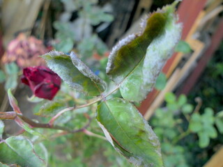 Rost an einer Rose