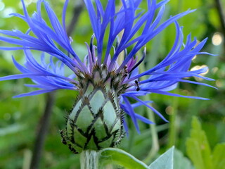 Blüte der Kornblume