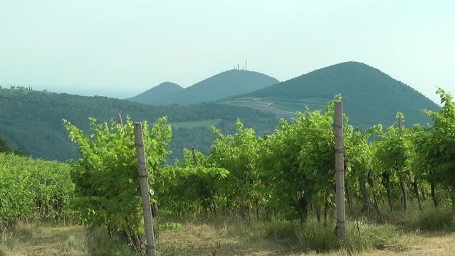 Vineyard in the Euganean hills.