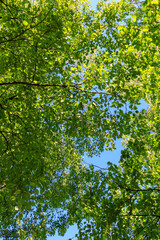 tree branches with green leaves against a blue sky