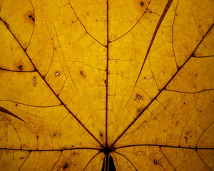 Very beautiful yellow Fall leaf with tiny veins that make an intricate pattern and texture.