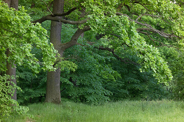 Summer landscape trees in the forest close-up