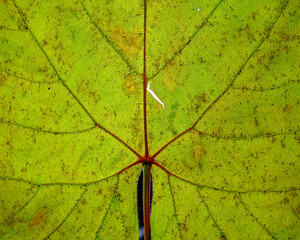 Very beautiful green leaf with tiny veins that make an intricate pattern and texture.