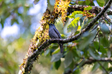 Dull blue Flycatcher, an endemic bird found in Sri Lanka perched on a branch at Horton Plains National Park 