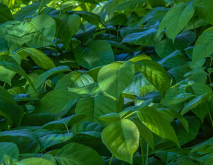 Close up of basil plants with sun dappled leaves, daytime, nobody