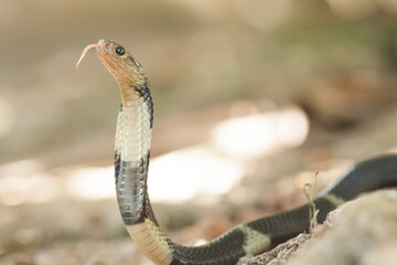 Naja Sumatrana aka Cobra Snake