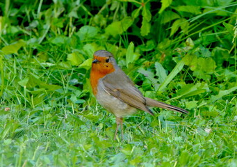 Rotkehlchen im Garten