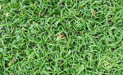 Top view green grass