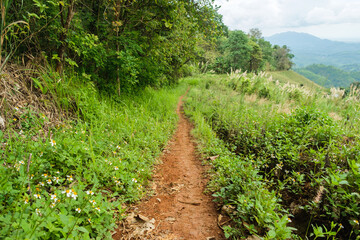 Fototapeta na wymiar jungle trail on the mountains