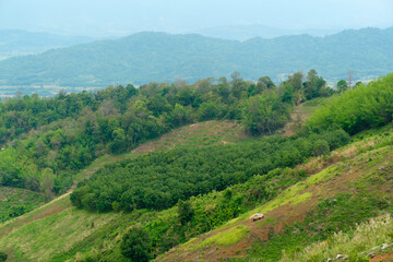 Fototapeta na wymiar rubber plantation on the mountains