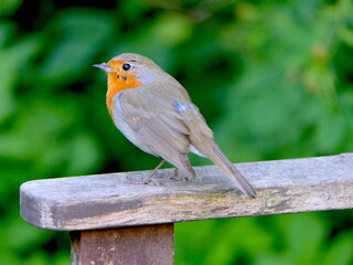 Rotkehlchen im Garten