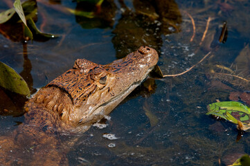 Fototapeta premium Brown Caiman (Caiman crocodilus fuscus) , Los LLanos, Venezuela, South America