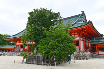 初夏に参拝した京都市平安神宮の左近の桜