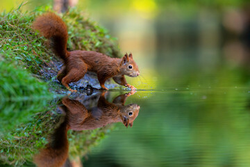 Eurasian red squirrel (Sciurus vulgaris) searching for food in the forest in the Netherlands.