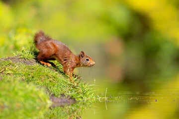 Eurasian red squirrel (Sciurus vulgaris) searching for food in the forest in the Netherlands.