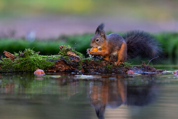 Eurasian red squirrel (Sciurus vulgaris) searching for food in the forest in the Netherlands.